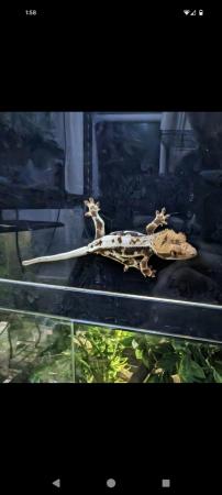 Image 3 of 2x crested gecko adults FREE