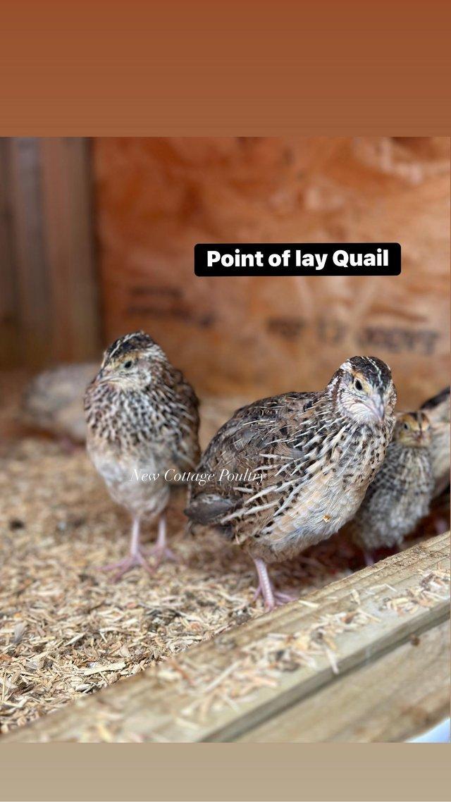 Preview of the first image of Female Quail ready to lay in a range of colours.