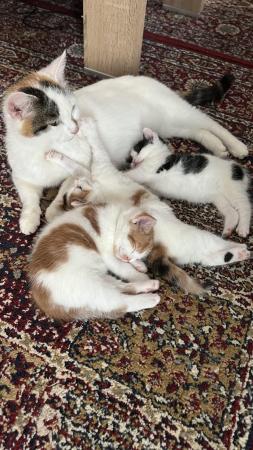 Image 14 of 4 adorable kittens- 4 weeks old (3 Left)