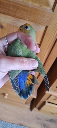 Image 3 of Peach faced lovebird baby for sale