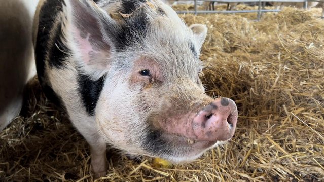 Preview of the first image of Pet pig looking for loving home.