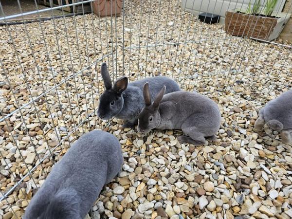 Image 1 of Rex rabbits both sexs available various colours