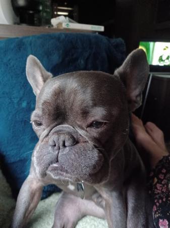 Image 1 of Must go to a good home loving French bulldog