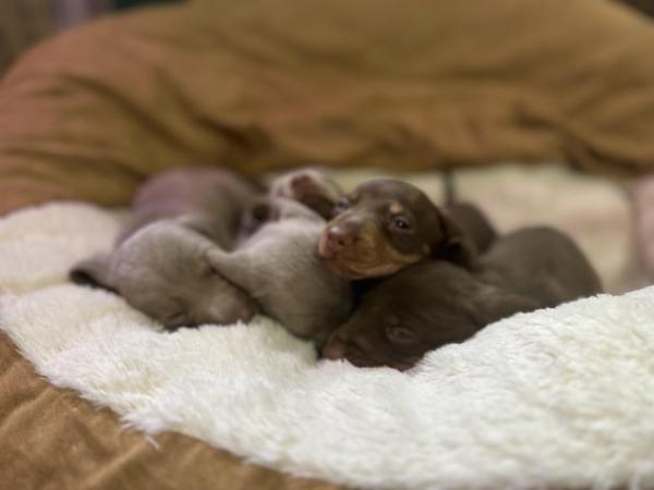 Image 11 of Isabella Tan and chocolate tan miniature dachshund pups
