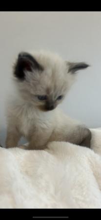 Image 12 of Our beautiful rag doll kittens
