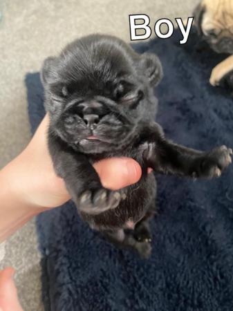 Image 4 of PUG PUPPIES FOR SALE ??