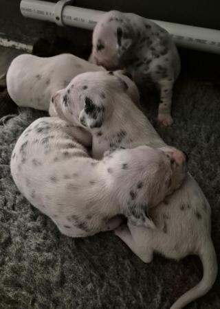 Image 7 of Kc registered dalmatian puppies