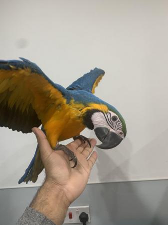 Image 9 of Baby HandReared Silly Tame Cuddly Blue & Gold Macaw