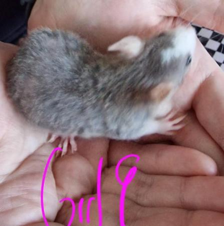 Image 7 of Friendly Female Rat Babies