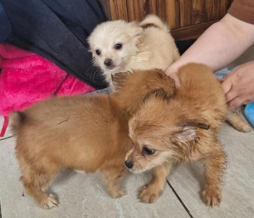 Image 19 of 3x Male Pomchi Puppies for Sale!