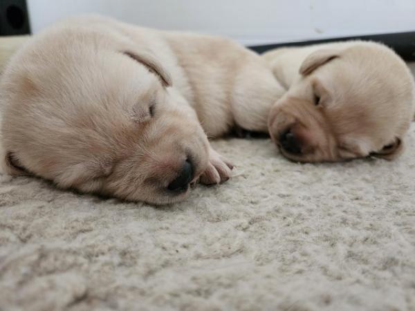 Image 5 of Ready Next Thursday!! Labrador Puppies