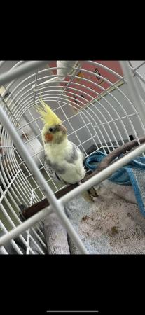 Image 4 of 2 male cockatiels with cage