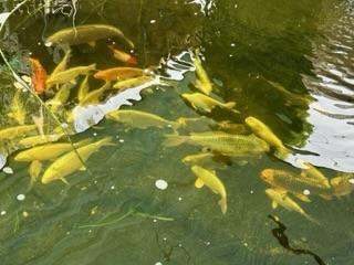 Image 6 of Koi carp various colours and types for sale