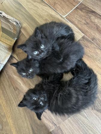 Image 9 of British shorthair X kittens, 2 girls left