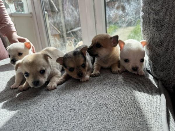 Image 9 of Pomchi puppies 1 Merle boy left!!
