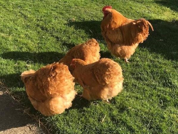 Image 2 of Buff Orpington Chicken (Large Fowl) Hatching Eggs x 6 eggs