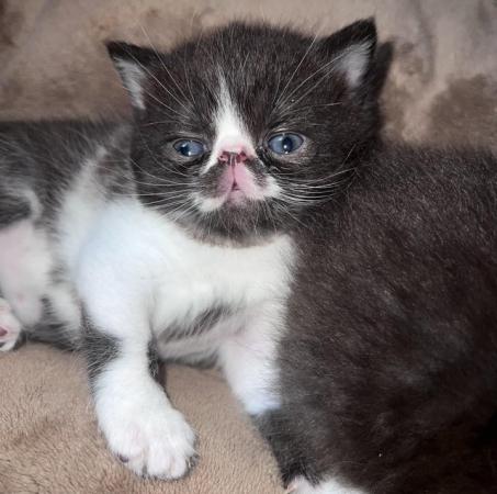 Image 7 of Two left Beautiful persian flatnose kitten