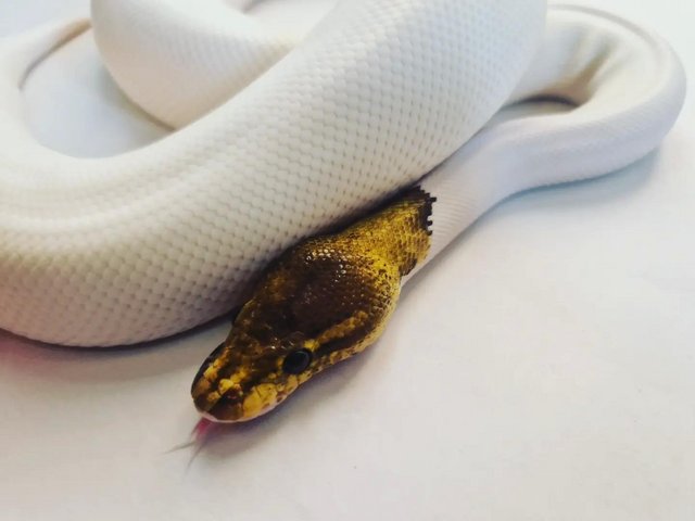 Preview of the first image of Pewter pied royal python male.