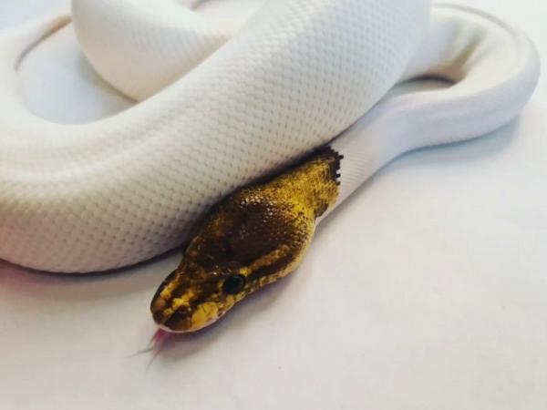 Image 1 of Pewter pied royal python male
