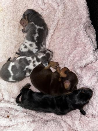 Image 3 of Absolutely stunning dachshund babies