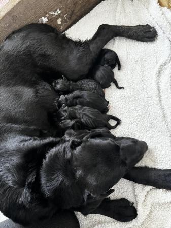 Image 4 of Labrador x spaniel puppies