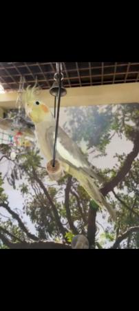 Image 2 of 7 month old cockatiel for sale