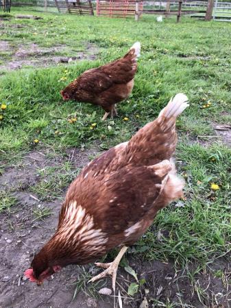 Image 1 of Point of lay pullets for sale