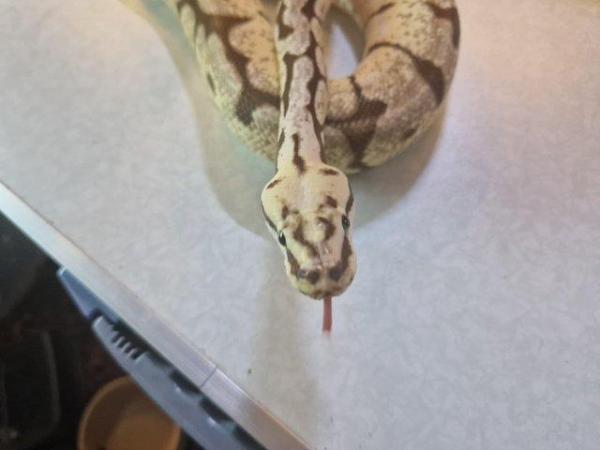 Image 3 of For Sale Male Bumblebee ball python