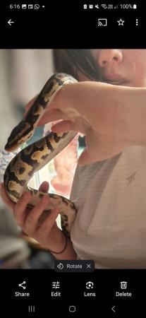 Image 4 of 1.5 year old Leapord ball python.