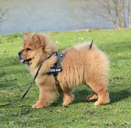 Image 6 of Chow chow Boy - RARE Red Merle
