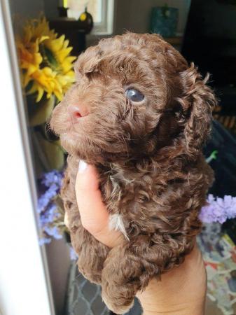 Image 14 of kc reg tiny chocolate toy poodle for stud only