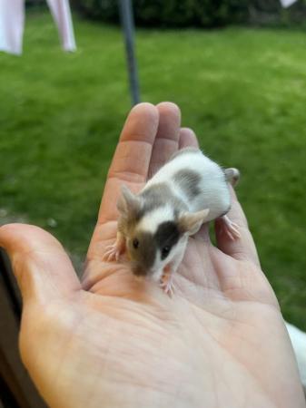 Image 1 of Baby Fancy Mice. Well handled & healthy