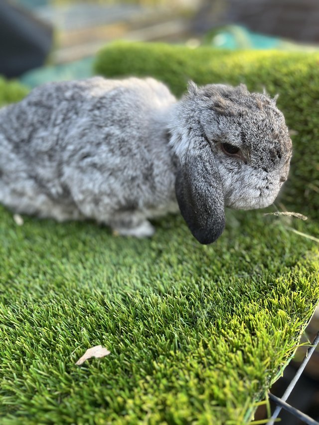 Mini lop female neautred…………… — photo 4 of 4