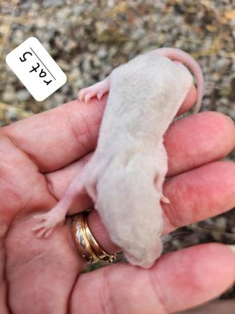 Image 15 of Extremely friendly baby rats ready 17th june