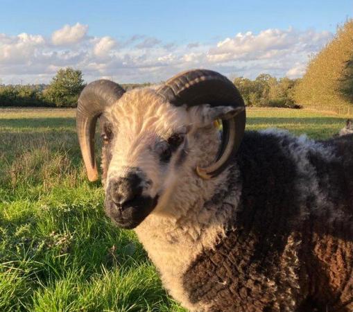 Image 7 of Shetland sheep mature rams for sale.