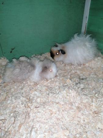 Image 5 of Lovely bonded pair of baby Guinea pigs girls