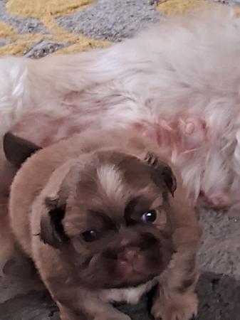 Image 5 of Shitzu Puppies x2 male Looking for loving forever family