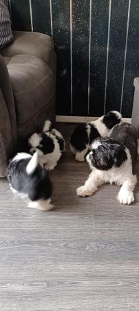 Image 5 of Shihtzu puppy's 2 black and white boys
