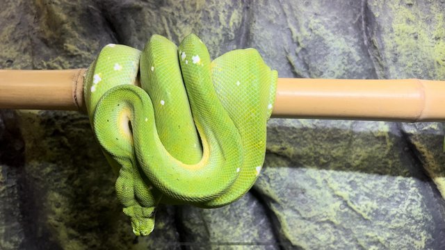 Green Tree Python Female (Aru x Biak) CB16 For Sale in Bradford, West ...