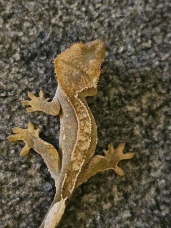 Image 6 of 9 month old geckos babies stunning colours