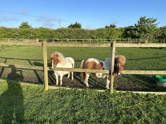 Preview of the first image of Miniature Shetland mare and their fillies.