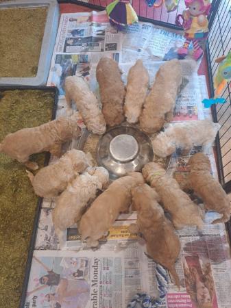 Image 14 of Gorgeous Cockapoo puppies
