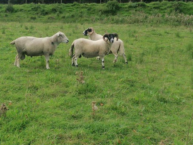 Preview of the first image of Scottish blackface shearling tups.
