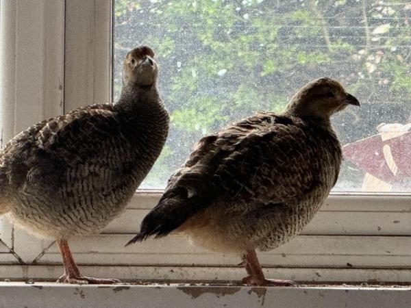 Image 1 of Grey Francolin (male and female)- pair