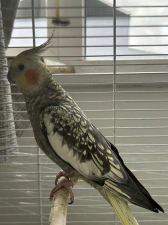 Image 4 of 1 year old female cockatiel for sale