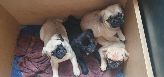 Image 2 of Puggle puppies. 2 females available. 12 weeks old. £700