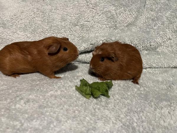 Image 3 of Gorgeous pair of baby female Guinea Pigs