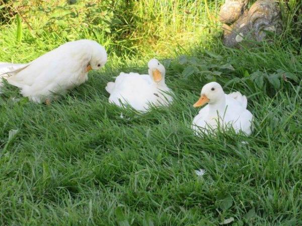 Image 4 of White Call Ducks, 3 boys available.