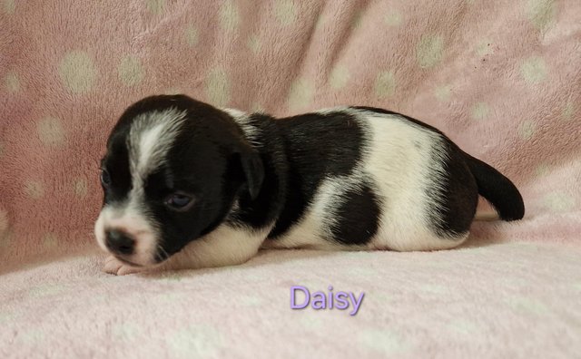 Image 2 of 2 Jack Russell Puppies For Sale