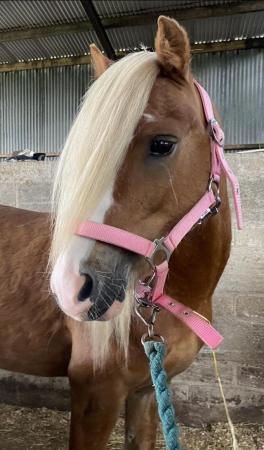 Image 23 of 10-13hh Lead Rein, Ridden Mare, Projects, Pets, Cobs, Welsh.